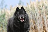 SCHIPPERKE 100